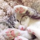 고양이발 이미지