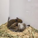 펫엔글라이더 대전점 이미지