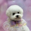 멍털연구소 이미지