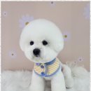 아임댕댕 이미지