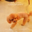 토미펫샵 이미지