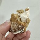 가을식품 | [무인양품] 신제품 가을시리즈 식품 구매 후기!🌰🍠