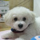 땡땡이