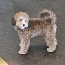 도그마루 강아지고양이 안양점 이미지