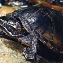 커먼 머스크 터틀(Common Musk Turtle) 이미지