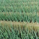 보약밥상 이미지