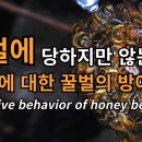 말벌에 당하지만은 않는다!! 말벌에 대한 꿀벌의 방어행동. Defensive behavior of honey be 이미지