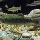 우리송어양식장횟집 이미지