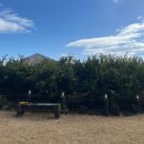 미깡낭밭 | [제주 표선] 에어비앤비 제주 표선면 1000평 귤밭 독채숙소, 미깡낭밭 추천! (내돈내산 후기)