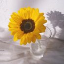 삼작로416번길 | 해바라기 사랑해 주셔서 감사합니다, 부천꽃집 바미플라워 전국 꽃다발 택배