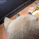 호리;휴 이미지