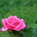 대한민국 환동해 서예대전 이미지