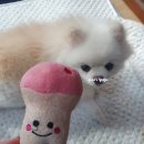 구미애견용품점 씨유펫 , 24시간 무인에 다양한용품과 합리적인가격! 단골 도장 꾹!