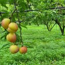 낙원농장4 이미지