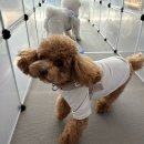 신림유치원 네이버블로그