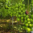 씨유 경주동천월성점 이미지