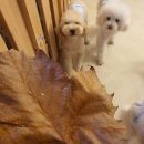 중산로157번길 | 멍BTI로 내 강아지 성향까지 정확하게 엄마 잘 다녀와 반려견교육 솔직 후기