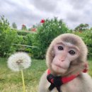 몽키매직 이미지