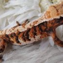 바브네이쳐 네이버블로그
