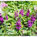 SY공인외국어번역행정사사무소 이미지