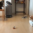 우리고양이 | 일본 돈키호테 고양이 간식 추천｜우리 집 고양이 기호성 후기