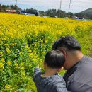 아이와 제주도 3박4일 🌼 오름정원 유채꽃 명소 후기