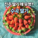 진서1농장 | 🍓진주딸기 왜 유명할까? 진주딸기축제 산지 솔직 후기