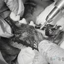 으뜸원동물병원 이미지