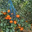 철이농장 이미지