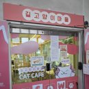 성수왕방힐링마을 | 성수역 고양이 카페 길고양이마을 성수협력점 유기묘 입양 쉼터 방문 후기