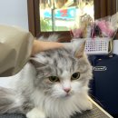 쥬디캣(Judy Cat) 이미지