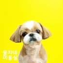 나나애견미용 이미지