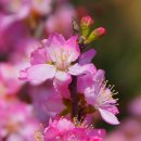 (횡성야생화분재)에서 찍은 다양한 봄꽃 사진들........ 이미지