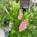 오리나무 이미지