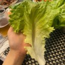 리피 유러피안 샐러드 상추 맛본 후기 샐러드야채 찾는다면 강추