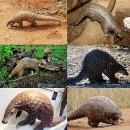 천산갑(穿山甲,Pangolin)이론-동영상포함 이미지