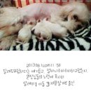 미니 & 바니 애견샵 이미지