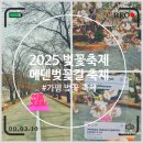 2025 벚꽃축제 가평 에덴벚꽃길 벚꽃명소 방문후기 정보