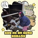연계목장 | 제주 아이랑 가볼만한곳 아침미소목장｜송아지체험·보물찾기·가족사진챌린지까지