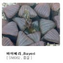 바이어리 이미지