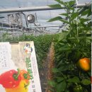 신선한농장 이미지