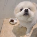 퍼피엔젤스