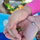 솔가람 | 대구 근교 아이랑 캠프닉 성주 솔가람피크닉 재방문 후기