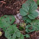 조양초등학교 이미지