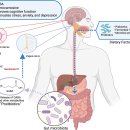 Re: GABA gut-brain axis 내부발효, 외부발효 2024 네이처 이미지