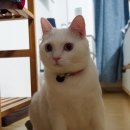 카페;올래