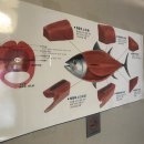 장군초밥 이미지