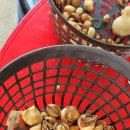 카사미아 이미지