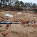 고려농장 이미지