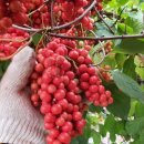 장수농원 이미지